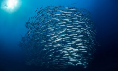 Swirl of Fish Barracuda school with sunlight