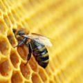 Macro photo of a bee on a honey comb