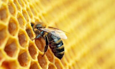 Macro photo of a bee on a honey comb