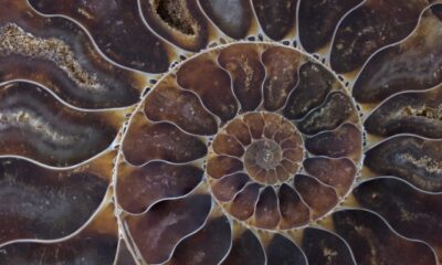 Fossil shell macro texture