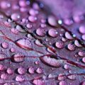 Water drops on a plant close up purple