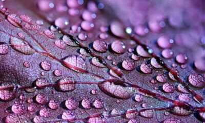 Water drops on a plant close up purple