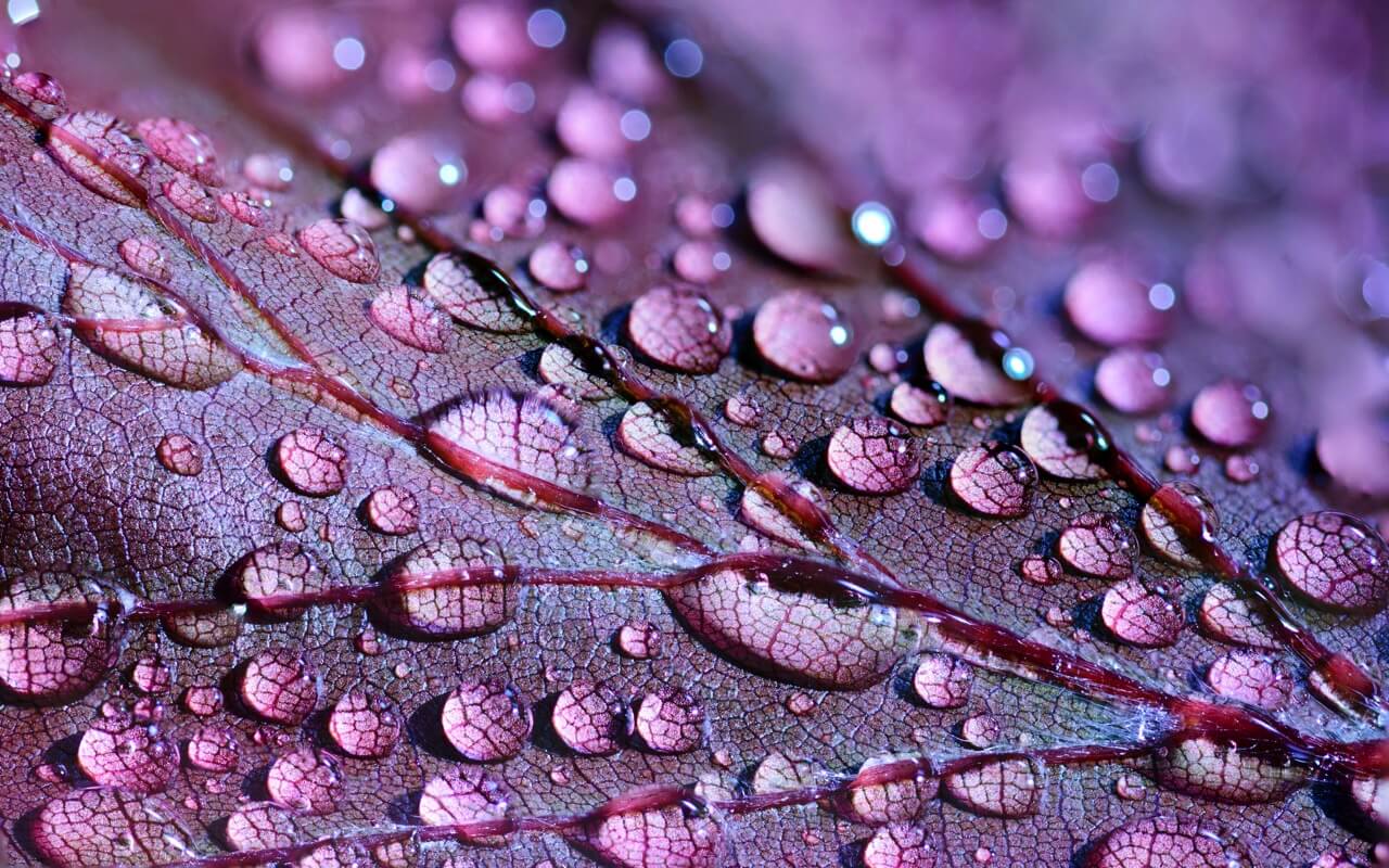 Water drops on a plant close up purple