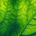 Light-flooded green leaf
