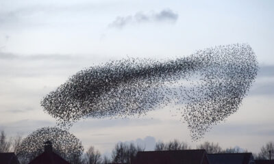 Starling Murmurations above houses at dusk