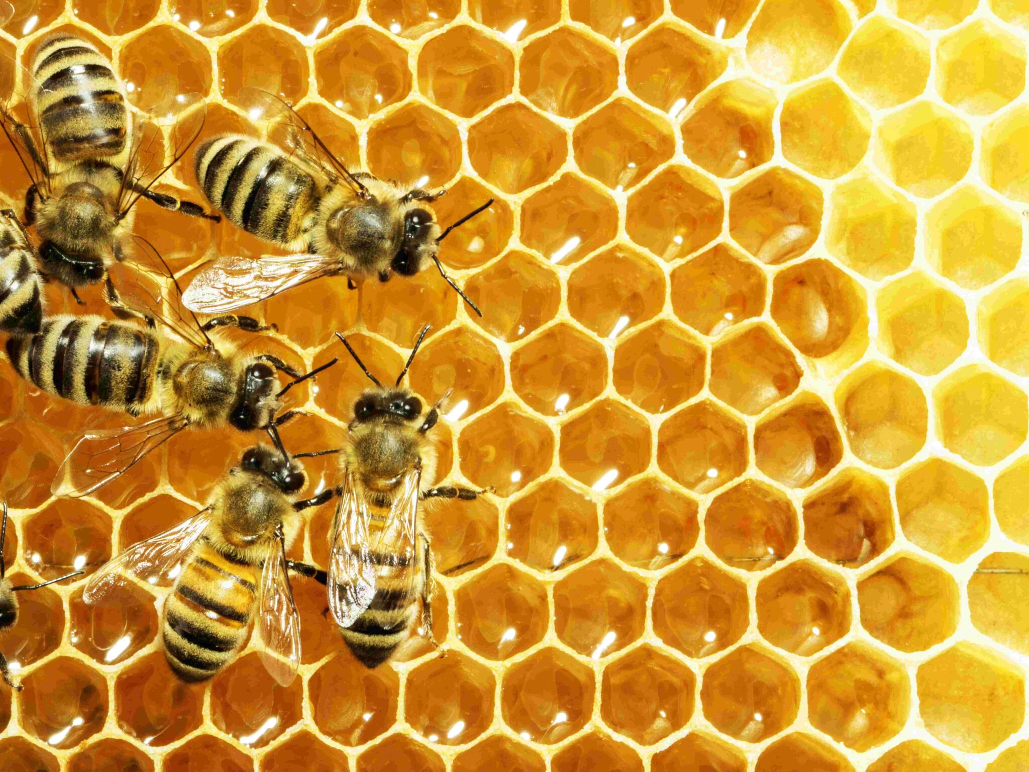 Five bees on honeycomb