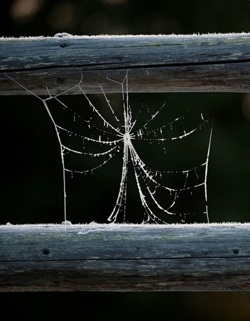 A spider web on a black background