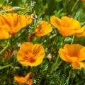 California poppy