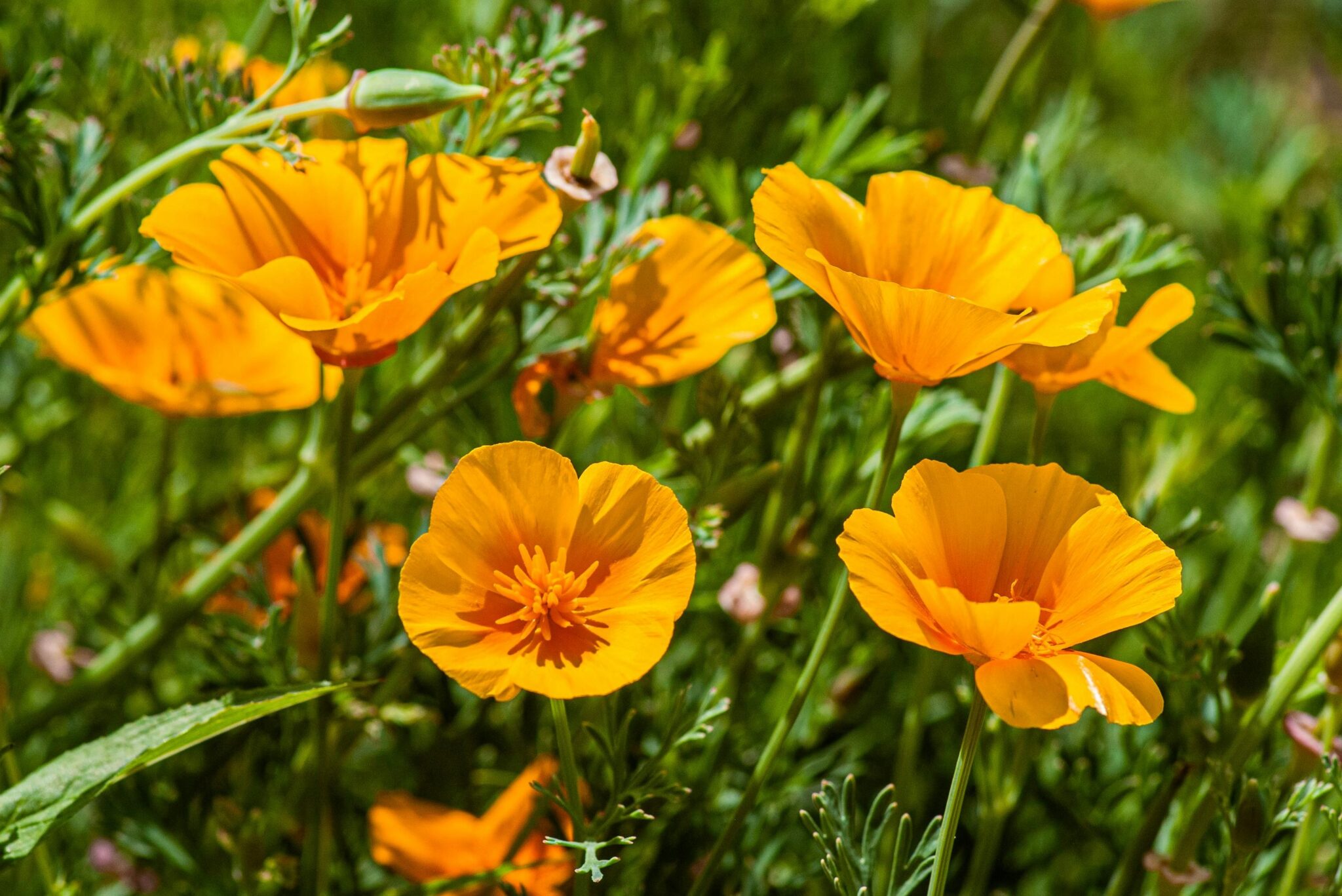 California poppy