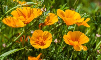 California poppy